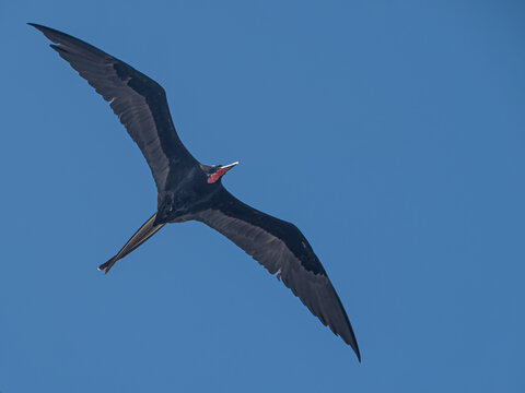Grande fr&eacute;gate au col rouge (red necked) dans le ciel des Iles San Blas