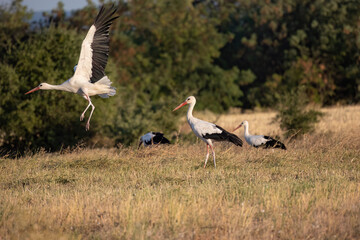 Obraz na płótnie Canvas Flying white stork Ciconia Ciconia in the harvest field