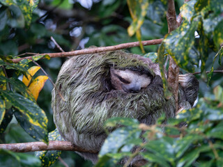 Paresseux du Costa Rica
