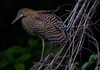 Oiseaux du Costa Rica