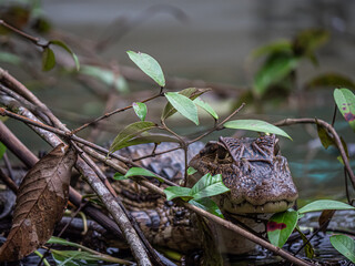 Alligator caché dans la rivière de Tortuguero