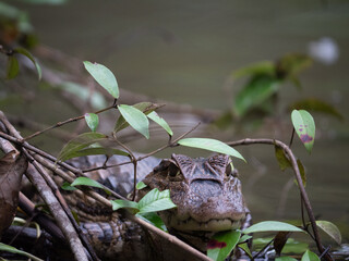 Alligator caché dans la rivière de Tortuguero