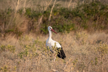 Obraz na płótnie Canvas White stork Ciconia Ciconia in the harvest field