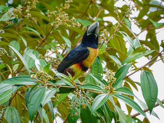 Oiseaux du Costa Rica
