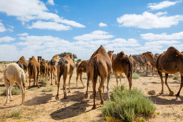 Herd of camels on moroccan sahara, Camels in the moroccan desert