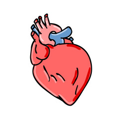 Human Heart Cartoon