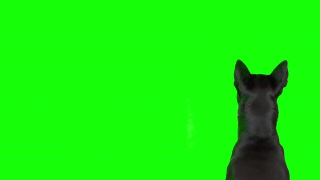 4k black and white mixed breed dog on green screen isolated with chroma key. Dog sitting down, facing backward, and looking up
