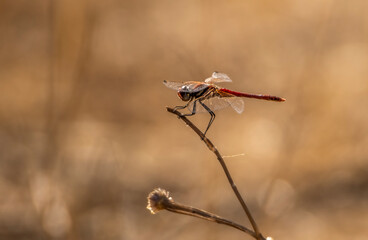 dragonfly on a branch