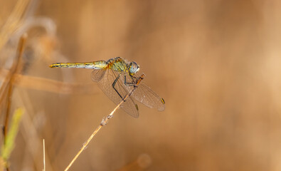 close up of a dragonfly