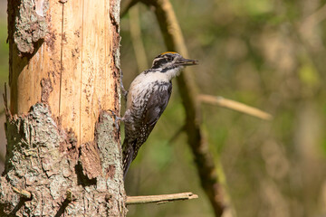 Dzięcioł trójpalczasty (Picoides tridactylus) © Grzegorz