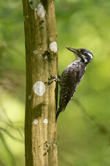 Dzięcioł trójpalczasty (Picoides tridactylus) © Grzegorz