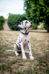 junger Dalmatiner (Welpe / Junghund) sitzt auf Gras - süßer Hund