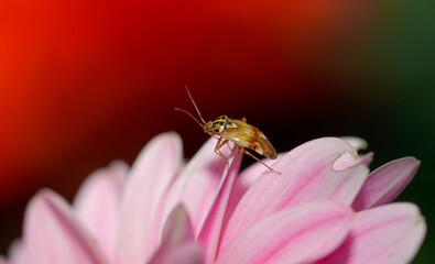 Macro 