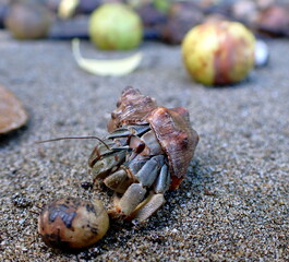 Costa Rica Pacific sea life