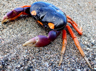 Costa Rica Pacific sea life