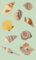 Colorful set of seashells. Vector graphics