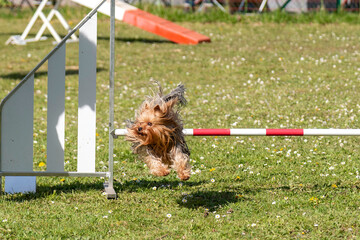 yorshire terrier en agility