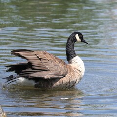 Fototapeta premium Elegant Canada Goose 