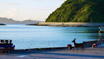 朝の慶良間諸島阿嘉島の港を歩くケラマジカ