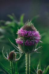 thistle in bloom