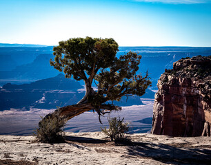 Twisted tree on a mesa overlook in Canyonlands NP