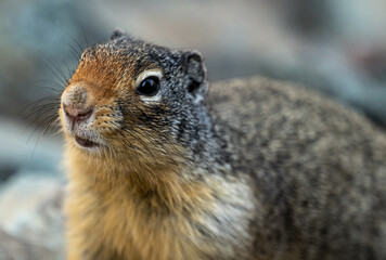 Naklejka na ściany i meble Close Up of Ground Squirrel In Glacier