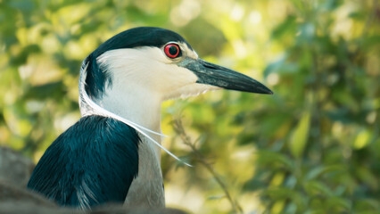 Nycticorax nycticorax, the huairavo or common martinete, common guaco, Ardeidae, bird of Colombia. Migratory bird that lives in lagoons and wetlands