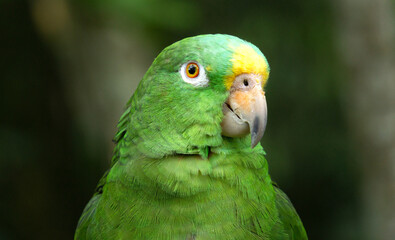 green parrot (Amazona farinosa) that lives in a tropical forest. Psittacidae, psittaciformes, parrots, macaws and parachutes. Pet parrot. Green parrot with yellow feathers. © PaulaDaniela