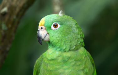green parrot (Amazona farinosa) that lives in a tropical forest. Psittacidae, psittaciformes, parrots, macaws and parachutes. Pet parrot. Green parrot with yellow feathers.