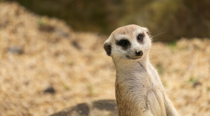 Portrait suricata suricatta, carnivorous mammal of the family Herpestidae native to Africa, small...