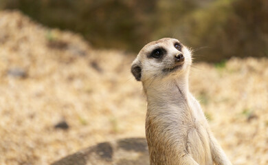 Portrait suricata suricatta, carnivorous mammal of the family Herpestidae native to Africa, small...
