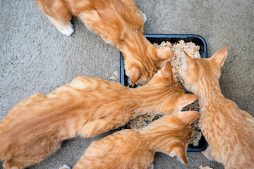A Group of four little hungry cats orange ginger yellow cats eating delicious wet food from a black bowl on the cement floor.