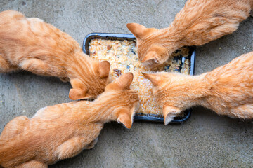 A Group of four little hungry cats orange ginger yellow cats eating delicious wet food from a black bowl on the cement floor.