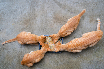 A Group of four little hungry cats orange ginger yellow cats eating delicious wet food from a black bowl on the cement floor.
