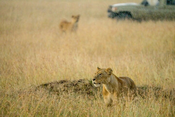 lions in savanna grassland haunting together