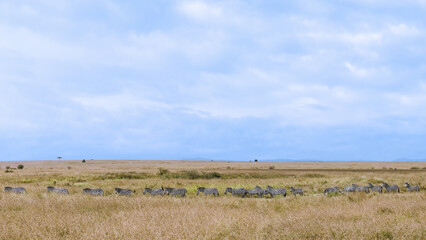 Fototapeta na wymiar herd of zebra walking parade together for migration in Savanna at Masai Mara