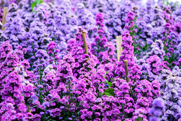 Fototapeta premium Multicolored cultivated flowers Marguerite daisy close-up on agricultural field