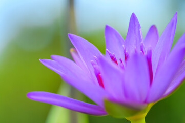 Purple Water Lily Close-Up