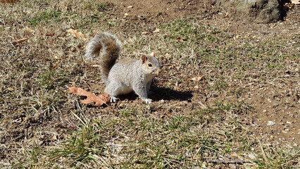 squirrel eating nut