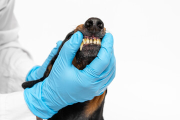 Doctor hand in gloves holds dog mouth, examines teeth. Oral hygiene, cleaning of tartar, deposits...