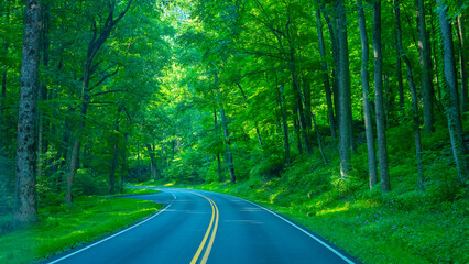 road in forest