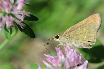 花にいるセセリチョウ