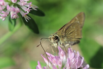 花にいるセセリチョウ