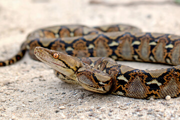 Reticulated Python Snake on the grass
