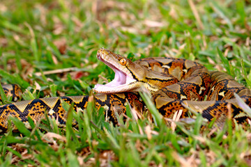 Reticulated Python Snake on the grass