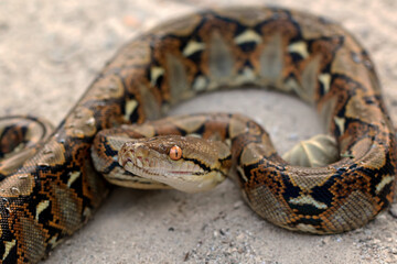 Reticulatus Python Snake on the sand