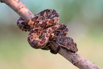 Trimeresurus Puniceus on the branch