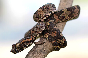 Trimeresurus Puniceus on the branch