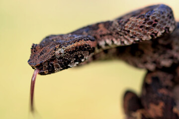 Trimeresurus Puniceus on the branch