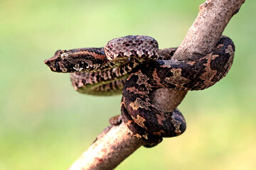 Trimeresurus Puniceus on the branch